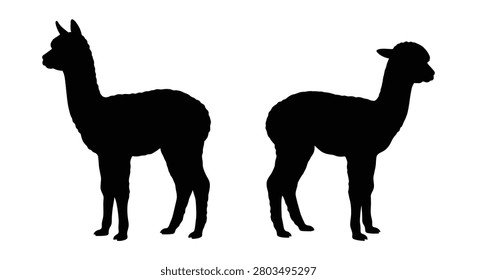 Two alpaca silhouettes facing opposite directions against a white background silhouette alpacas camelid south american camelid llama vicu guanaco animal