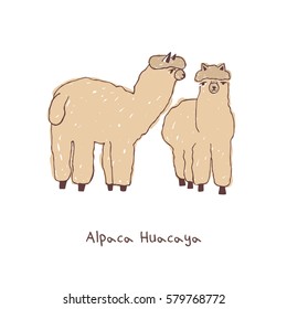 Two alpacas hand drawn doodle vector illustration.