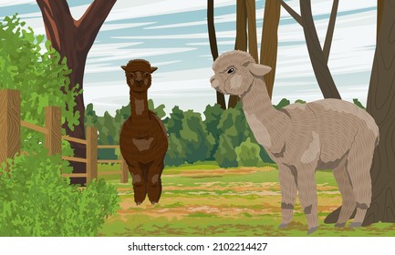 Two alpacas Lama pacos on the farm behind the fence. Trees and bushes. Realistic vector landscape