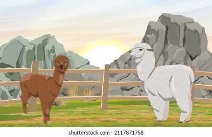 Two alpacas Lama pacos on the farm behind the fence. Valley in front of a mountain range. Realistic vector landscape