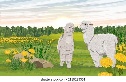 Two alpacas Lama pacos stand in a summer green meadow with blooming dandelions. Realistic vector landscape