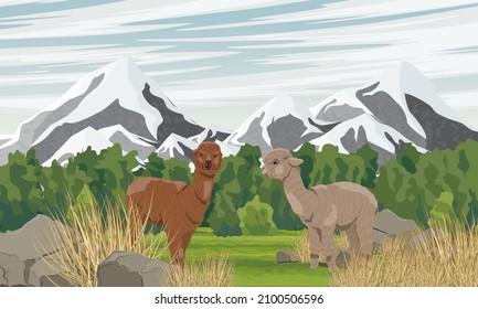 Two alpacas in a valley near mountains with snowy peaks. Vector realistic landscape