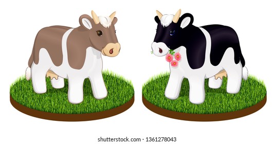 Two alpine cows on a piece of land with lawn green grass. Isolated on white background.