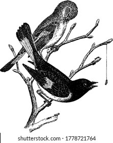 Two American Redstart birds, on the branches of the tree. The name of the species is derived from the male's red tail, start being an old word for tail, vintage line drawing or engraving illustration.