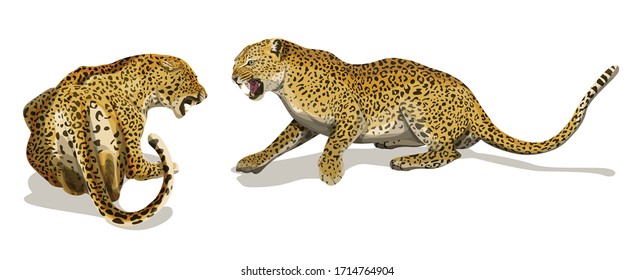 Two angry leopards fighting each other. 