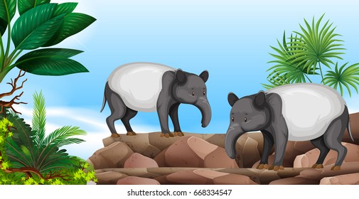 Two anteaters on rock illustration