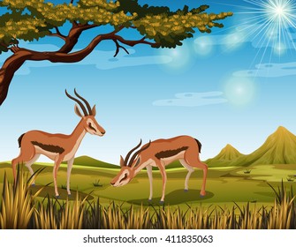 Two antelopes in the field illustration