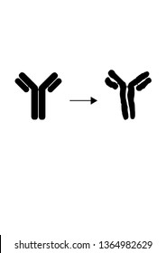 Zwei Antikörpersymbole 1