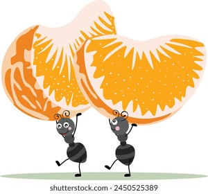 Two ants carrying a fresh segments of orange