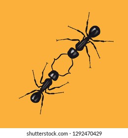 Two ants communicate by touching their antennas. Vector illustration on white background