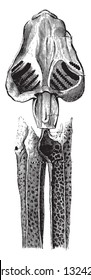 The two apparatuses seen together, vintage engraved illustration. Zoology Elements from Paul Gervais.
