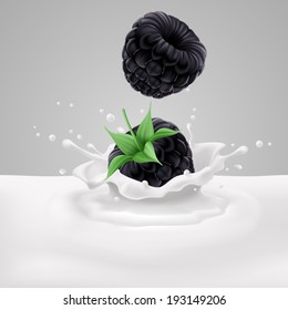 Two Appetizing Blackberries Falling Into Milk With Splashes