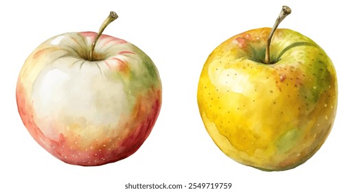 Two apples, one red and one yellow, are shown side by side. The red apple is larger and has a stem, while the yellow apple is smaller and has a stem as well