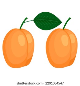 two apricots, drawing, vector illustration