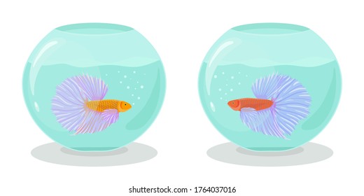 Two aquariums with fighting siamese fishes in flat style. Vector and drawn illustration of betta or cockerel fishes swimming in an aquarium.