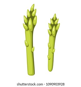 Two asparagus stalks vector isolated on white background. Hand drawn cartoon illustration vegetable.  Asparagus green sprouts.