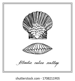 Two Atlantic calico scallops. Seashell. Black and white square card. Hand-drawn collection of greeting cards. Vector illustration.