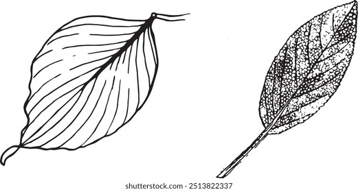 Two autumn leaves in black and white. Isolated autumn leaves on white background
