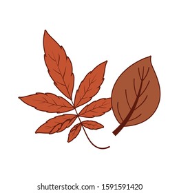 Two autumn leaves design, season nature ornament garden decoration and botany theme Vector illustration
