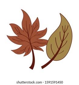 Two autumn leaves design, season nature ornament garden decoration and botany theme Vector illustration