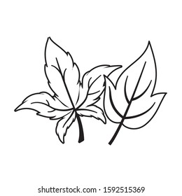 Two autumn leaves design, season nature ornament garden decoration and botany theme Vector illustration