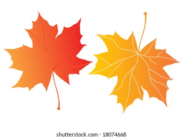 two autumn maple leaves over the white background
