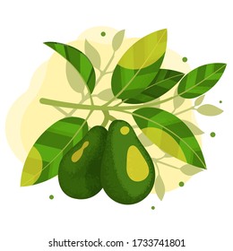 Two avocados on a branch with leaves illustration. Stock vector. Avocado tree branch with sun flare.