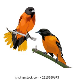 Two Baltimore Oriole Bird Vecor