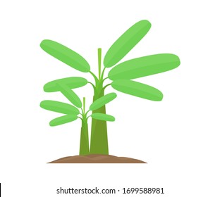 Two banana trees for separating elements on a white background
