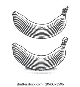 Dos bananas. Ilustración vectorial de estilo de grabado a mano.
