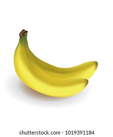 Two bananas on white background, vector