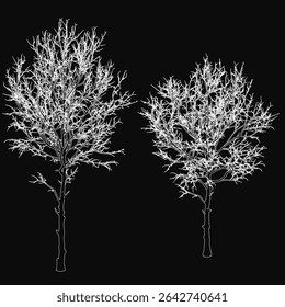 Two bare white trees stand in stark contrast against a black background, creating a minimalist winter scene. The clean, high-contrast composition highlights the delicate branches and elegant.