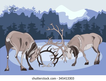 Two battling deer in the northern taiga