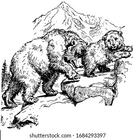 Two bears climbing the hill, vintage line drawing or engraving illustration