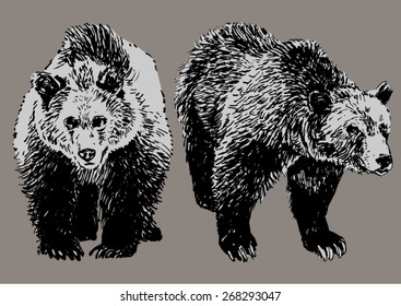 Two bears, realistic drawing, isolated on brown background. Hand drawn vector illustration.