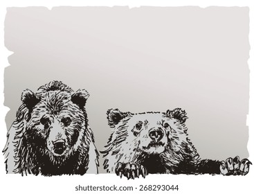 Two bears, realistic drawing on old parchment paper background. Hand drawn vector illustration.