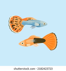 Dos hermosos peces acuarios con una aleta grande. Cachorros adultos. Ilustración vectorial plana