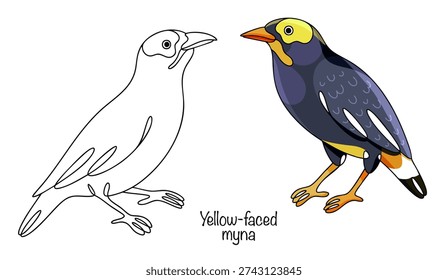 Two beautiful birds with dark plumage. Their main distinguishing feature is the bright yellow patch of bare skin around their eyes, which gives the bird its name. Yellow-faced myna.