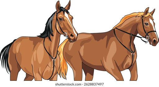 Two beautiful brown horses isolated on white. vector illustration