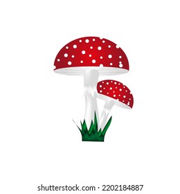 Two beautiful fly agaric in the grass. Toadstool on white background. Creative botanical greeting card. Autumn mushroom backdrop.