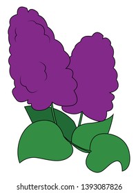 Two beautiful lilac flowers with green leaves around it vector color drawing or illustration