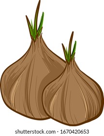 Dos bellas cebollas, ilustración, vector sobre fondo blanco.