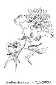 Two beautiful peonies (tripped flower and bud) on stem. Black and white vector illustration. 