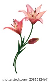 Two beautiful pink lilies. Isolated. Floral background. Bouquet. Bud. Green leaves. Flowers.