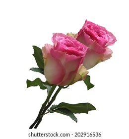Two beautiful pink roses. Vector illustration.