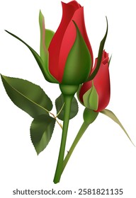 Two beautiful red roses are blooming, showing their vibrant color and delicate petals, with lush green leaves adding to their elegance on a clean white background