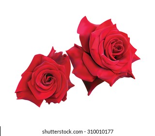   Two Beautiful Red Roses Isolated On White Background. Photo realistic vector illustration.