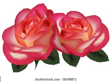 Two beautiful tea roses on a white background. Vector.