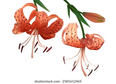 Two beautiful tiger lilies. Orange flower. Floral background. Bouquet. Isolated. Green leaves.