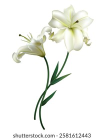 Two beautiful white lilies. Flowers. Floral background. Bouquet. Isolated. Green leaves.